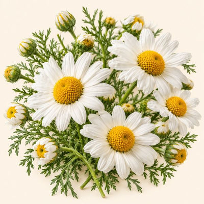 Dried chamomile flowers (gul e babuna) used in Tea Lab herbal teas