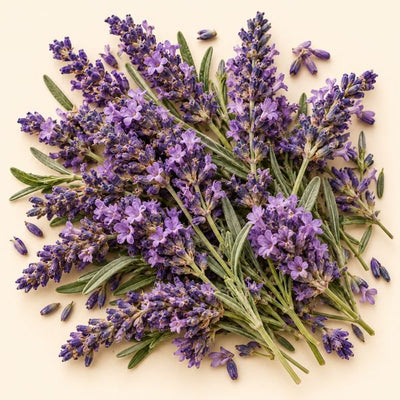 Dried lavender flowers used in Tea Lab herbal teas